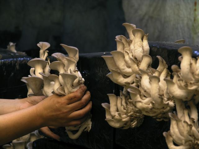 la cave des roches : ville et souterraine et cave champignonnière à Bourré