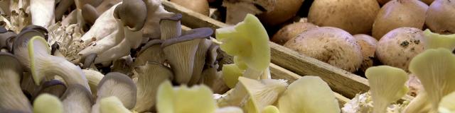 champignon-production-touraine-troglodytes-sud-val-de-loire.jpg