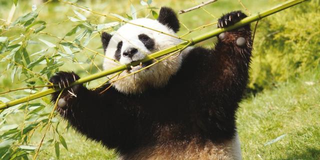 Pandas Zooparc De Beauval