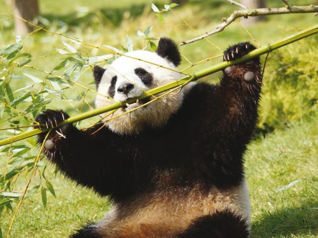 Pandas Zooparc De Beauval