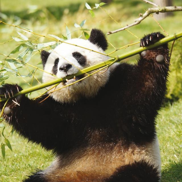 Pandas Zooparc De Beauval