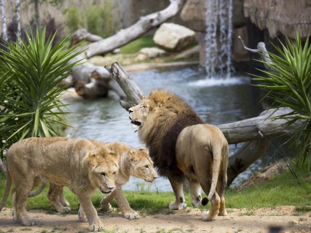 Zoo Beauval La Terre Des Lions Sud Val De Loire