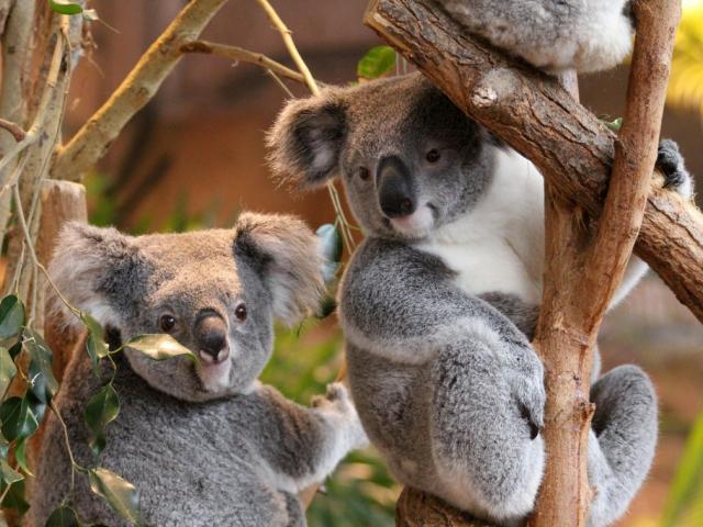 Animaux Extras Zooparc De Beauval 01