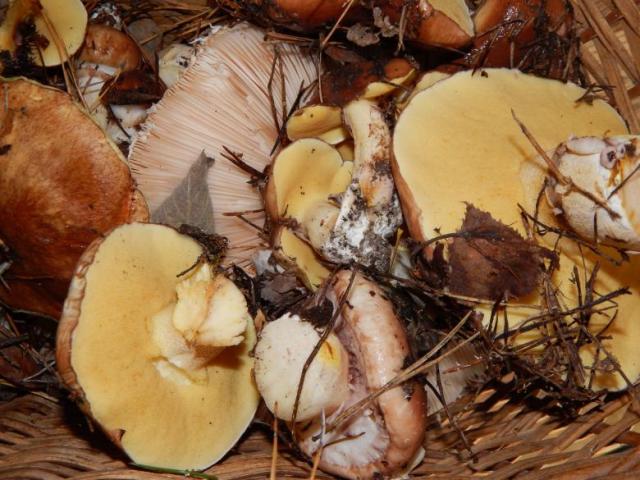 Champignons Cueillette Foret