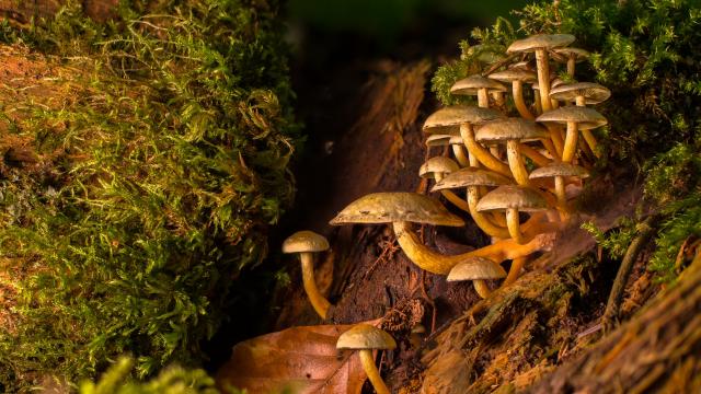 Champignons Sous Bois Cueillette