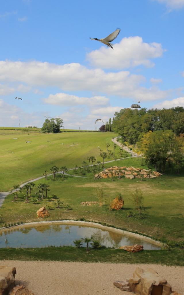 Les Maîtres des Airs, spectacle au ZooParc de Beauval