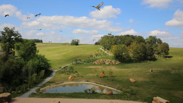 Les Maîtres des Airs, spectacle au ZooParc de Beauval