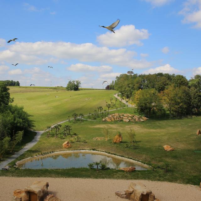 Les Maîtres des Airs, spectacle au ZooParc de Beauval