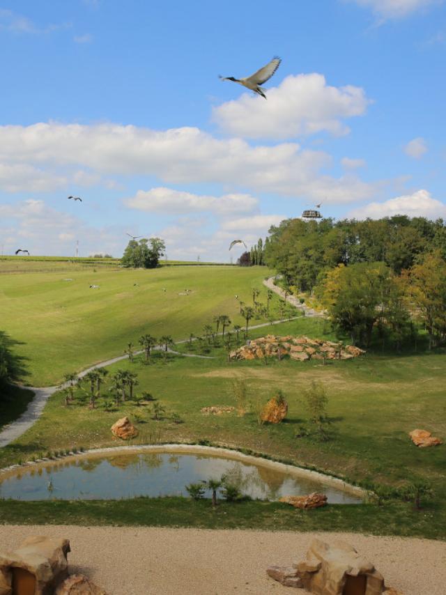 Les Maîtres des Airs, spectacle au ZooParc de Beauval