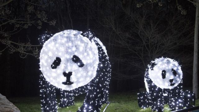 Zoo Beauval Illumination Noel Pandas