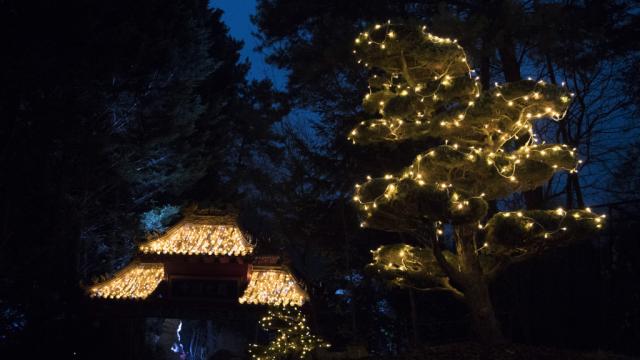 Zoo Beauval Illumination Noel Zone Chine