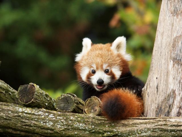 Panda Roux Bebes Zooparc De Beauval