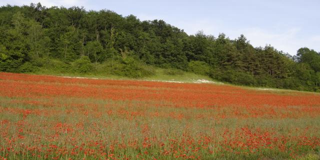 Prairie Fouzon Zone Naturelle Couffy (2)