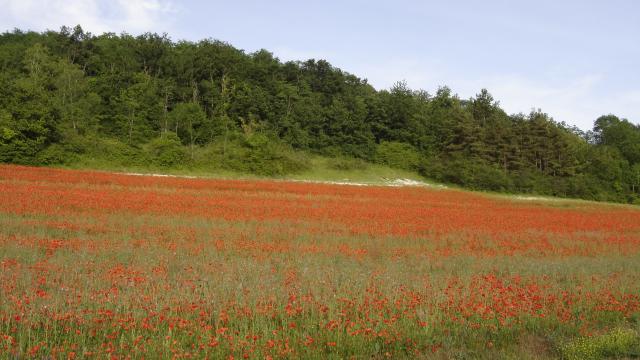 Prairie Fouzon Zone Naturelle Couffy (2)