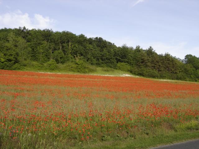 Prairie Fouzon Zone Naturelle Couffy (2)