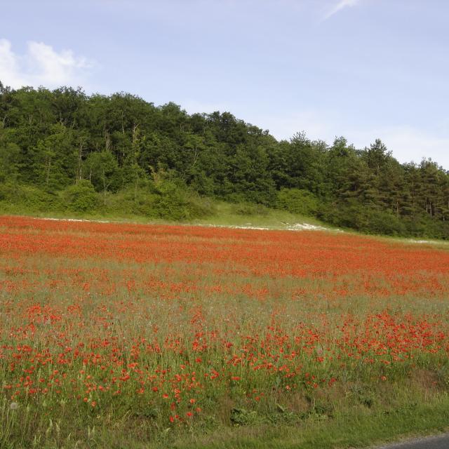 Prairie Fouzon Zone Naturelle Couffy (2)