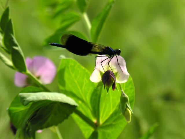 Prairie Fouzon Zone Naturelle Couffy (3)