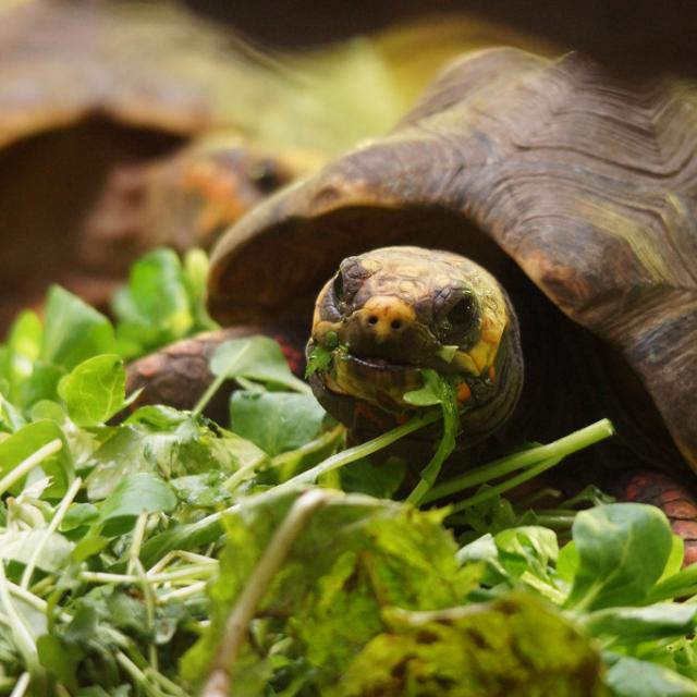 Tortue Reptiles Zooparc De Beauval