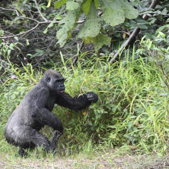 zoo-beauval-reintroduction-des-femelles-gorilles-2019-kuimba-6.jpeg