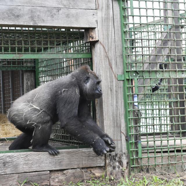 Zoo Beauval Reintroduction Des Femelles Gorilles 2019 Kuimba