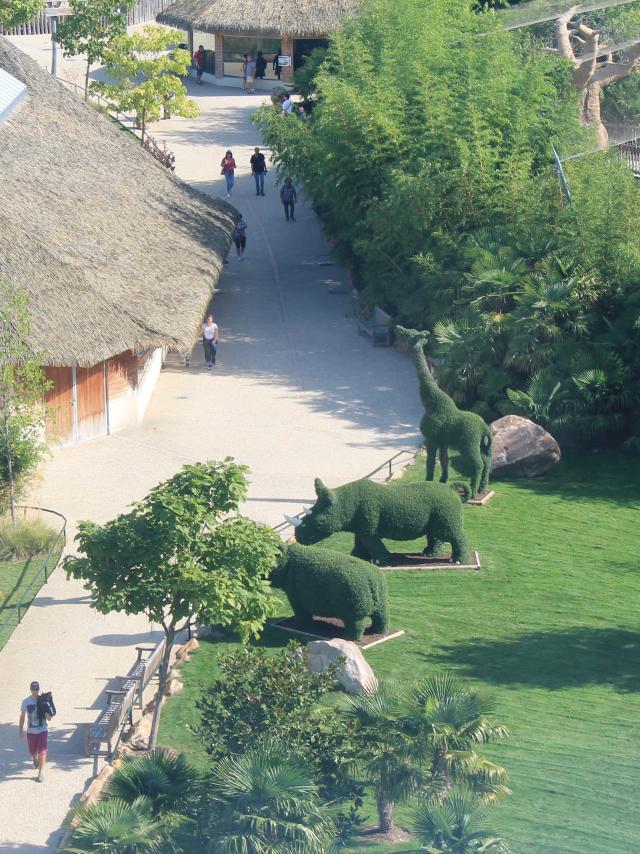 Zoo De Beauval Amenagements (2)