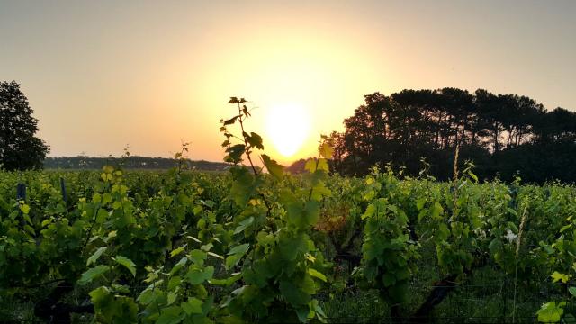 Domaine De La Mechiniere Experience Vigne Soleil Rencontre Avec Une Vigneronne