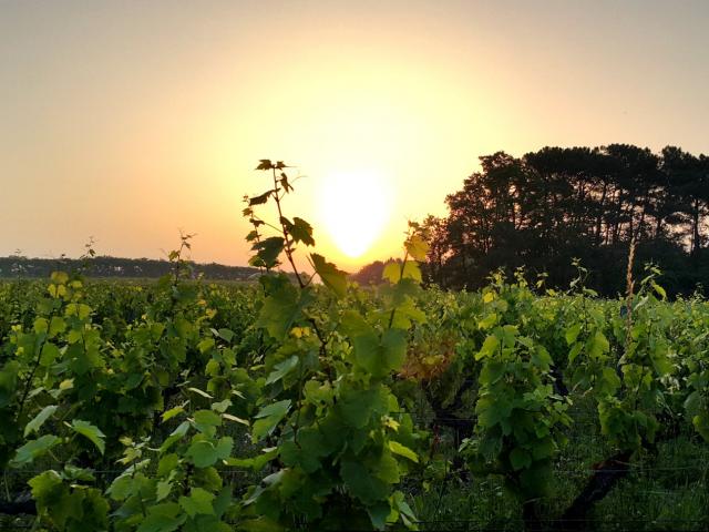 Domaine De La Mechiniere Experience Vigne Soleil Rencontre Avec Une Vigneronne