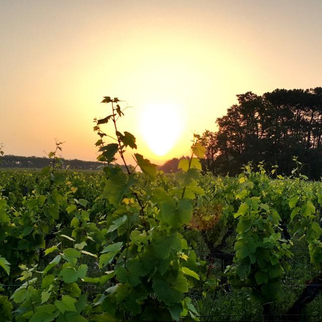 Domaine De La Mechiniere Experience Vigne Soleil Rencontre Avec Une Vigneronne