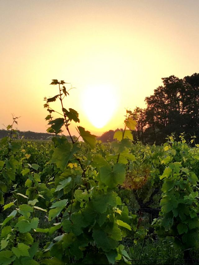 Domaine De La Mechiniere Experience Vigne Soleil Rencontre Avec Une Vigneronne