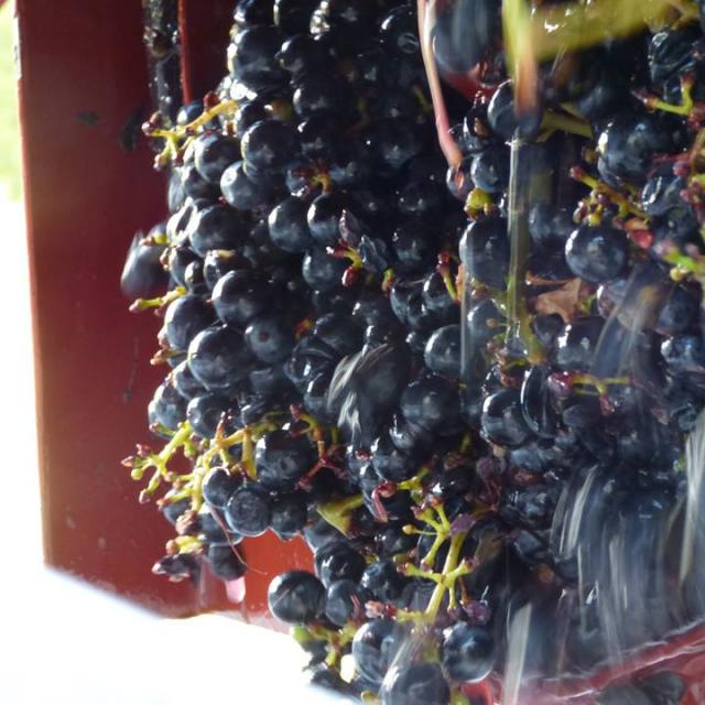 Domaine De La Mechiniere Mareuil Raisin Vin De Touraine