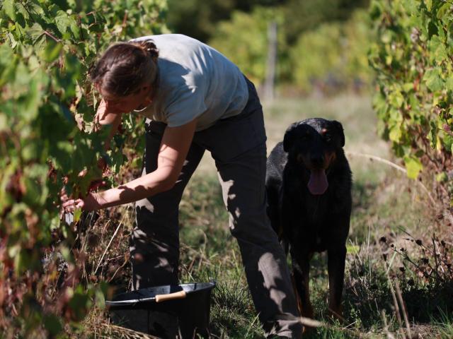 Domaine De La Mechiniere Mareuil Rencontre Avec Une Vigneronne