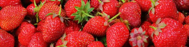 SOLOGNE STRAWBERRYS