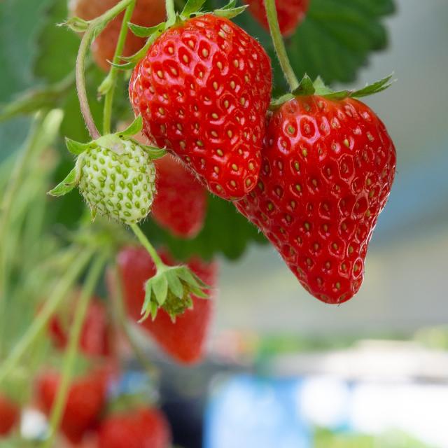 fraise-de-sologne-terroir-sud-val-de-loire-5.jpg